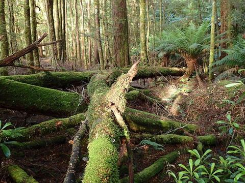 The Tarkine & Cradle Mountain - 5 Day - Group-Guided