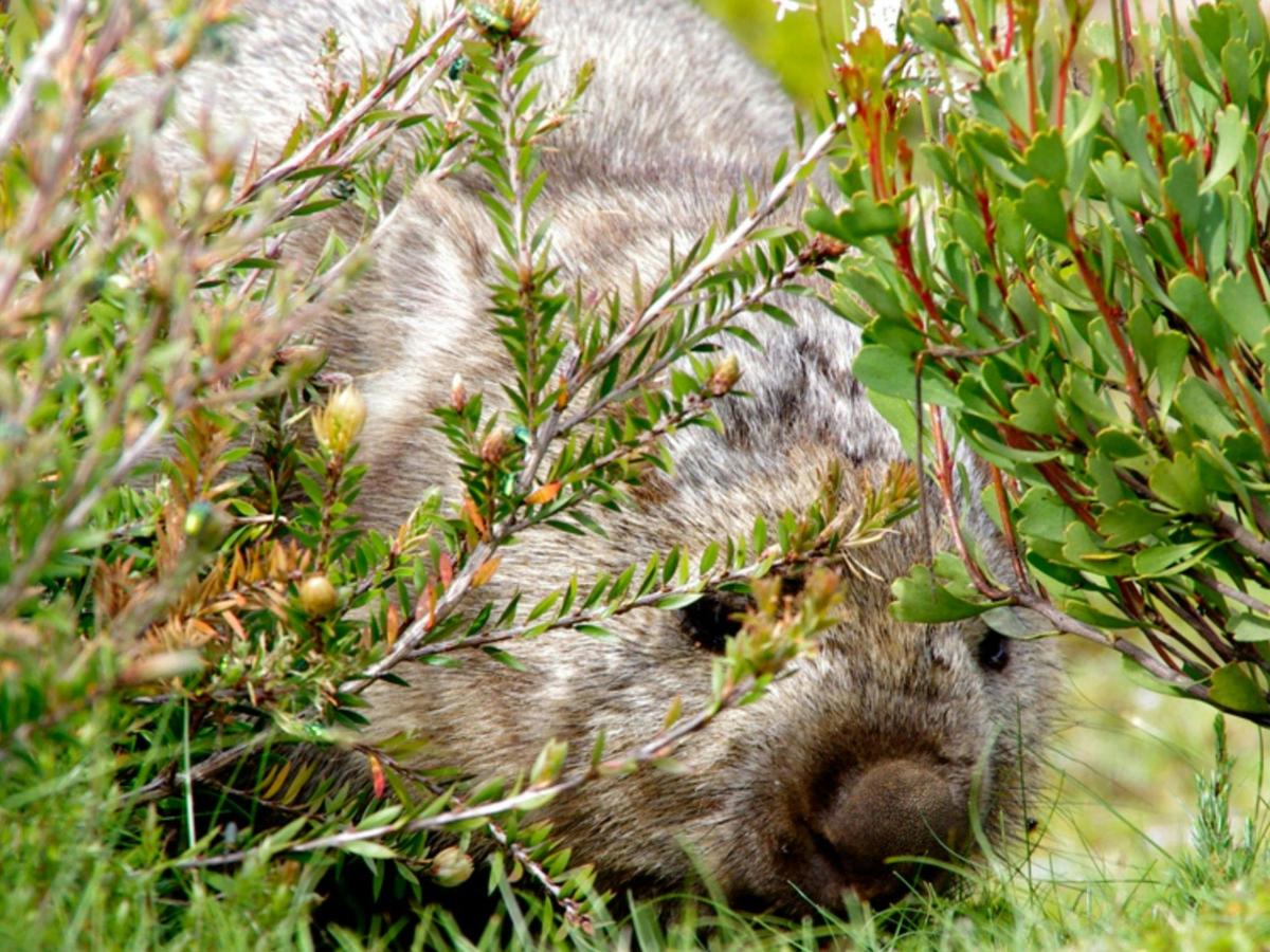 Cradle Mountain & Lake St Clair - 6 Day - Self-Guided