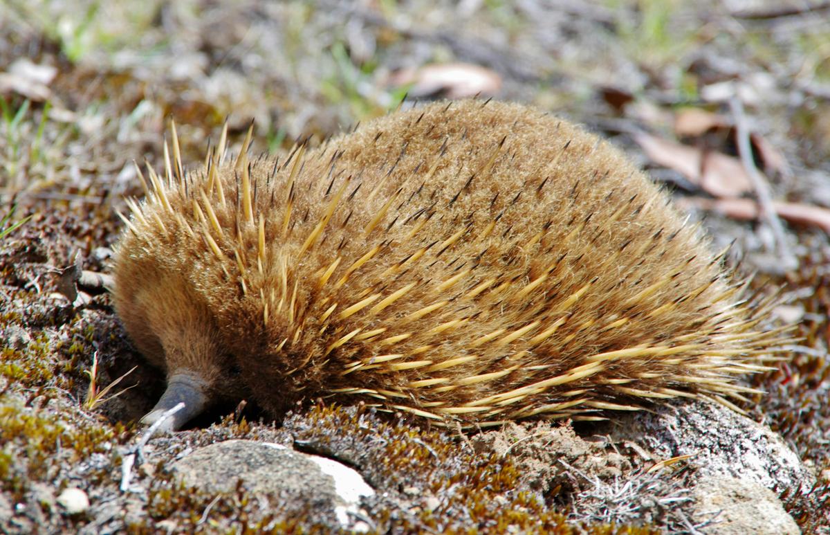 The Tarkine and Cradle Mountain Explorer - 6 Days Group Guided
