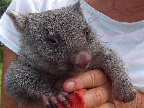 Flinders Island 7-Day - Group-Guided