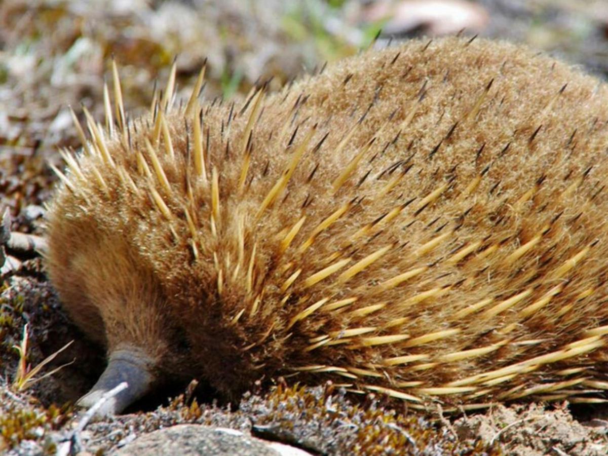 The Tarkine & Cradle Mountain - 5 Day - Group-Guided