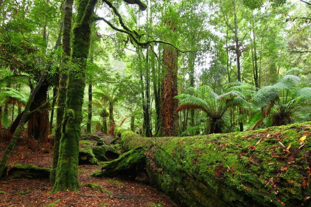 The Tarkine and Cradle Mountain Explorer - 6 Days Group Guided