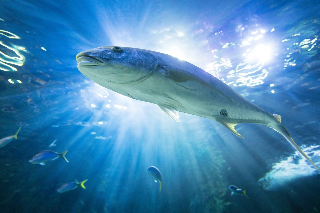 Fish