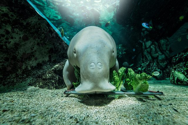 SEA LIFE Sydney Aquarium