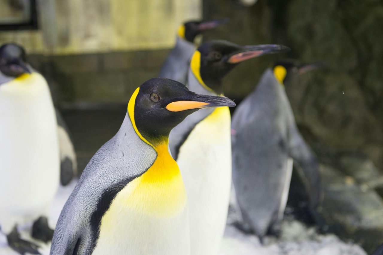 Meet Sydney's only sub-Antarctic penguin colony
