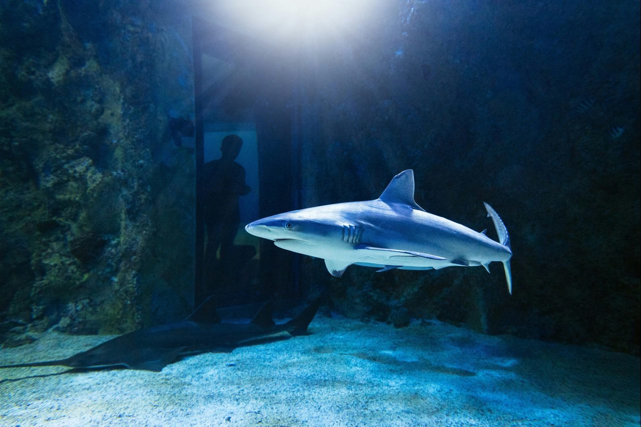 Shark
