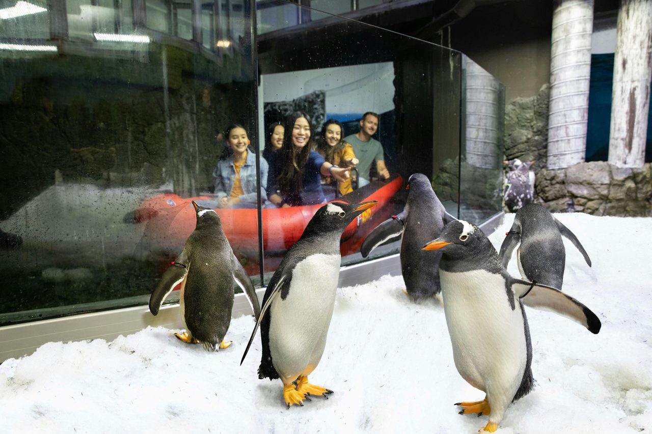 Meet Sydney's only sub-Antarctic penguin colony