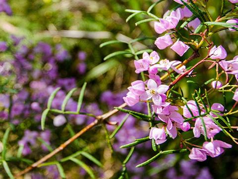 Barren Grounds Nature Reserve