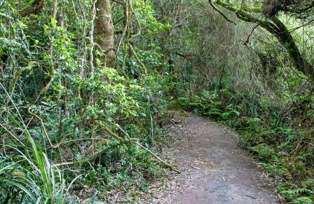 Rainforest Walking Track, Robertson Nature Reserve