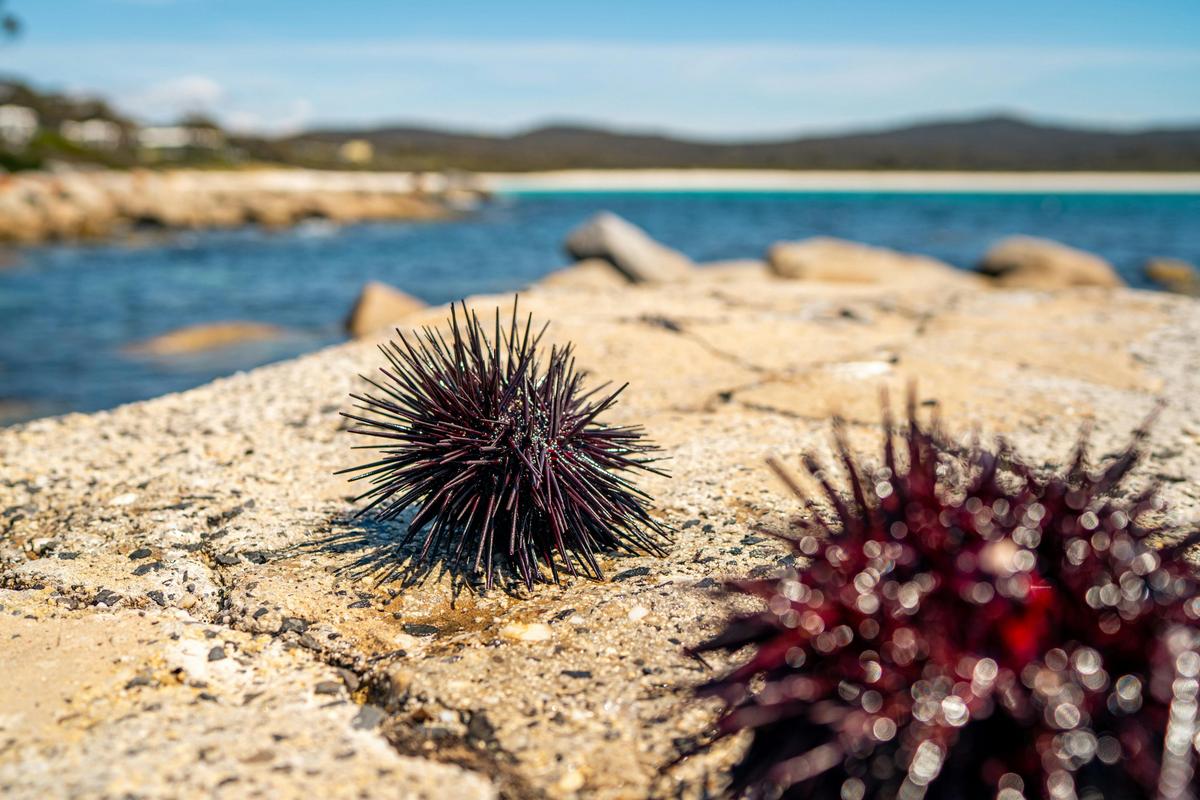 Freshly caught sea urchin at the Binalong Bay boat ramp