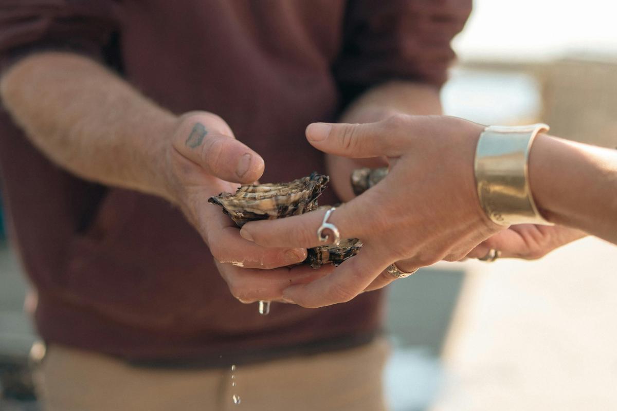 Fresh oysters being handed from oyster farm to guide