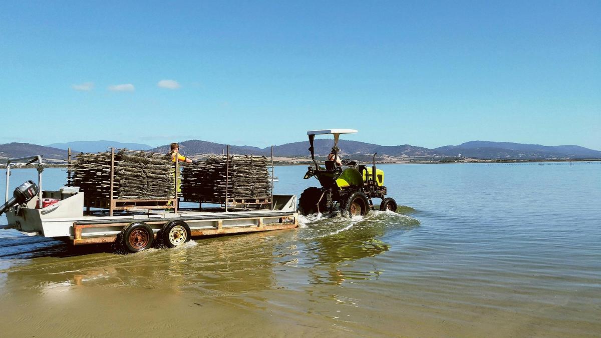 At work on our oyster farm on a beautiful sunny day.