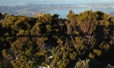 Hobart Half Day Mt Wellington, Wildlife and Wine Experience