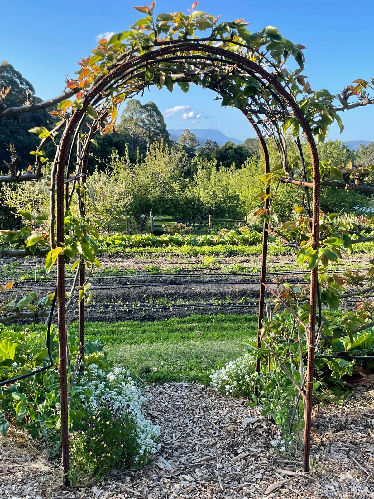 The garden at five bob