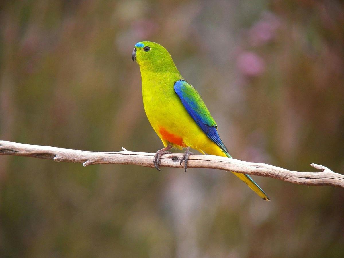 Endemic Birds of Tasmania