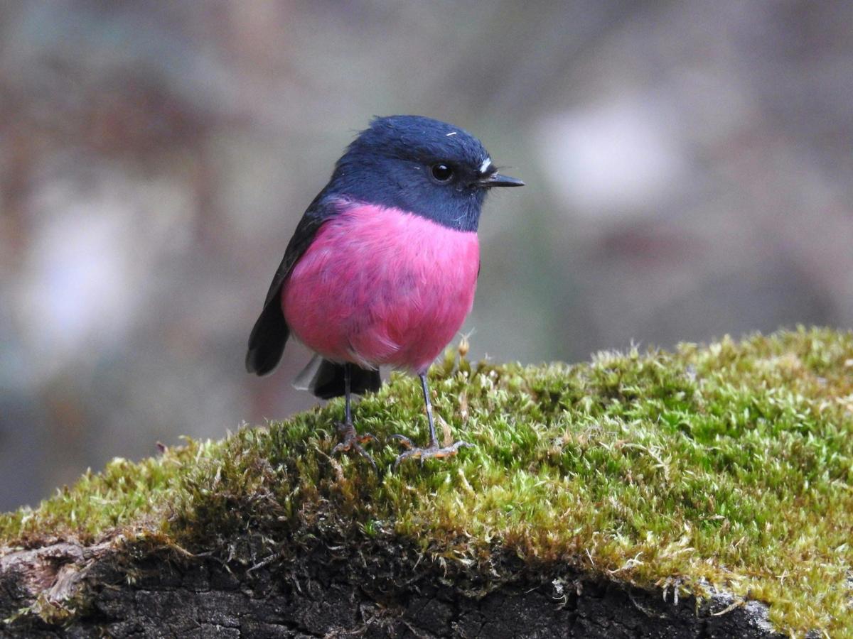 Pink Robin on moss