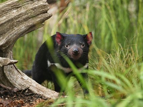 Tasmanian Highlights: Devils, Wombats and World Heritage