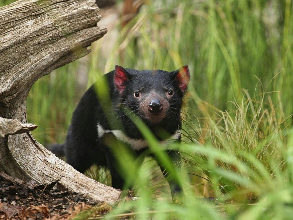Tasmanian Highlights: Devils, Wombats and World Heritage