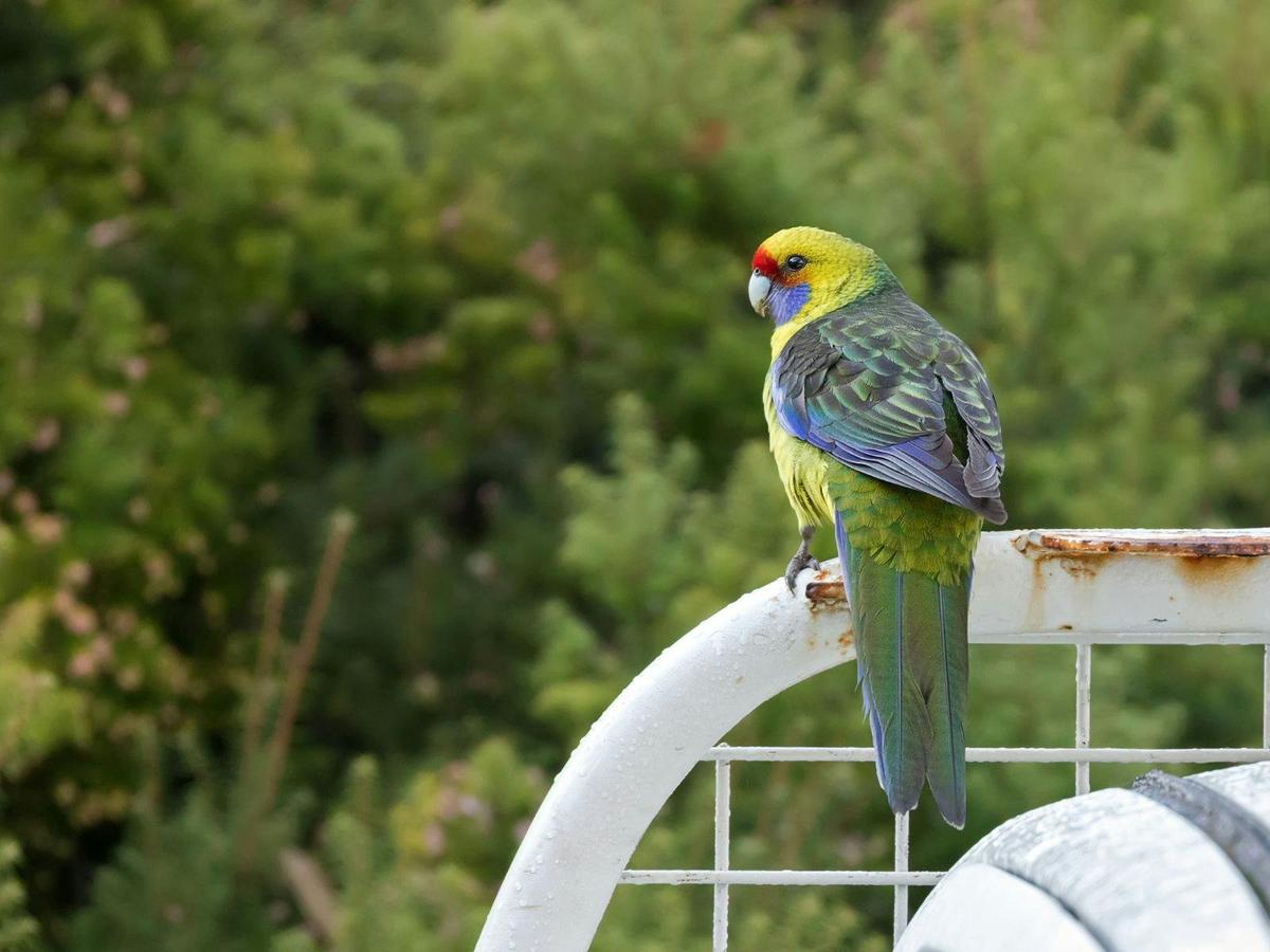 Endemic Birds of Tasmania
