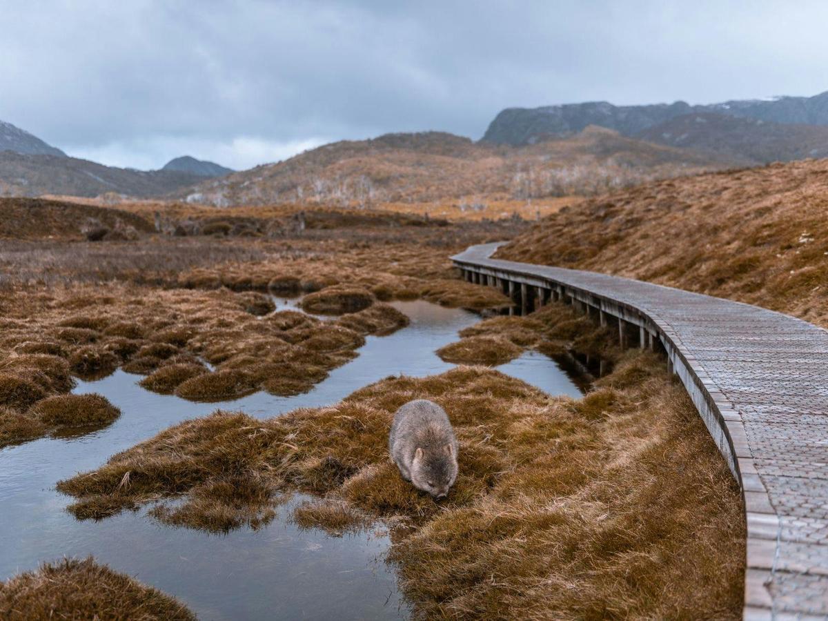 Tasmanian Highlights: Devils, Wombats and World Heritage