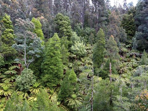 Arve Forest Drive