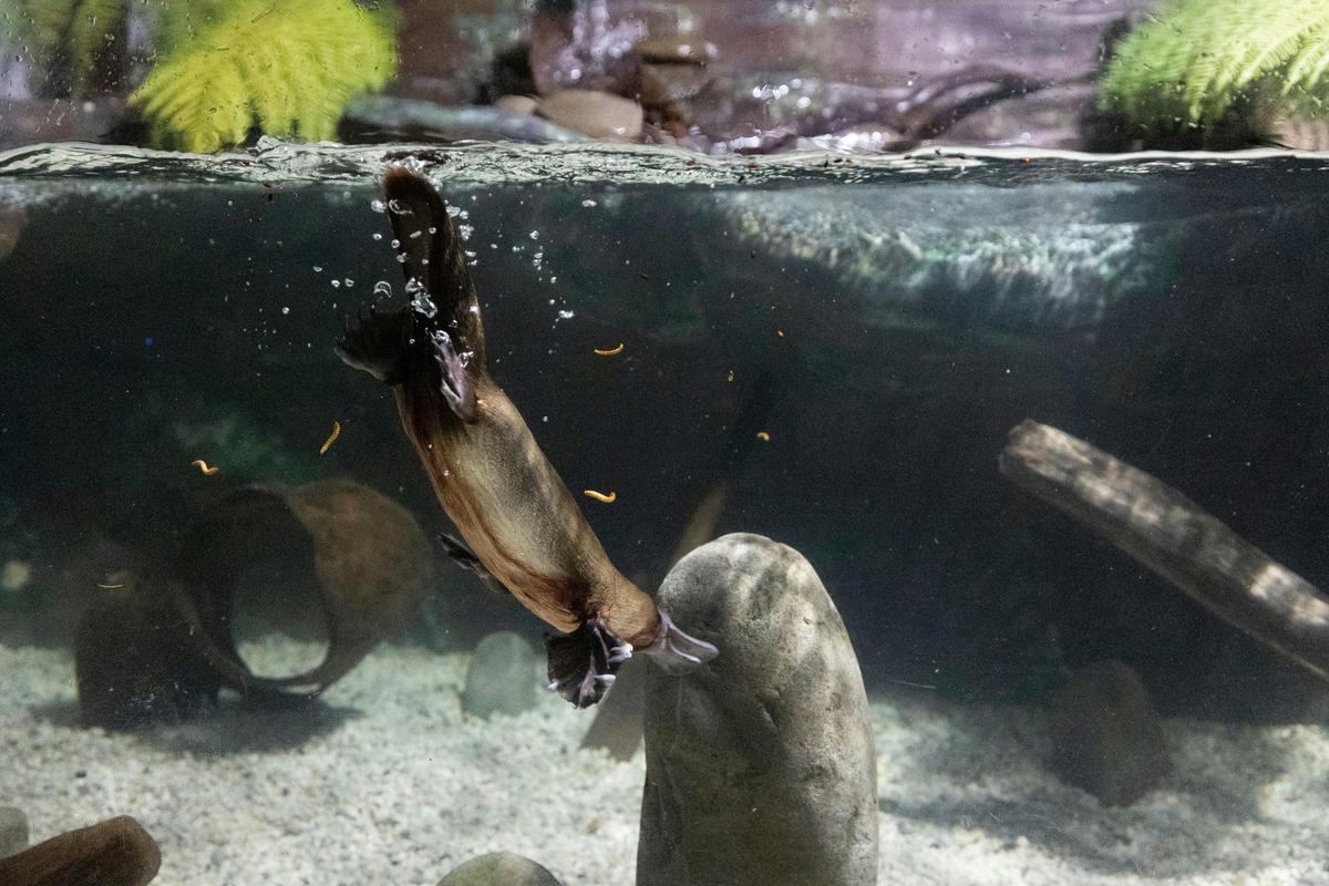 Platypus House