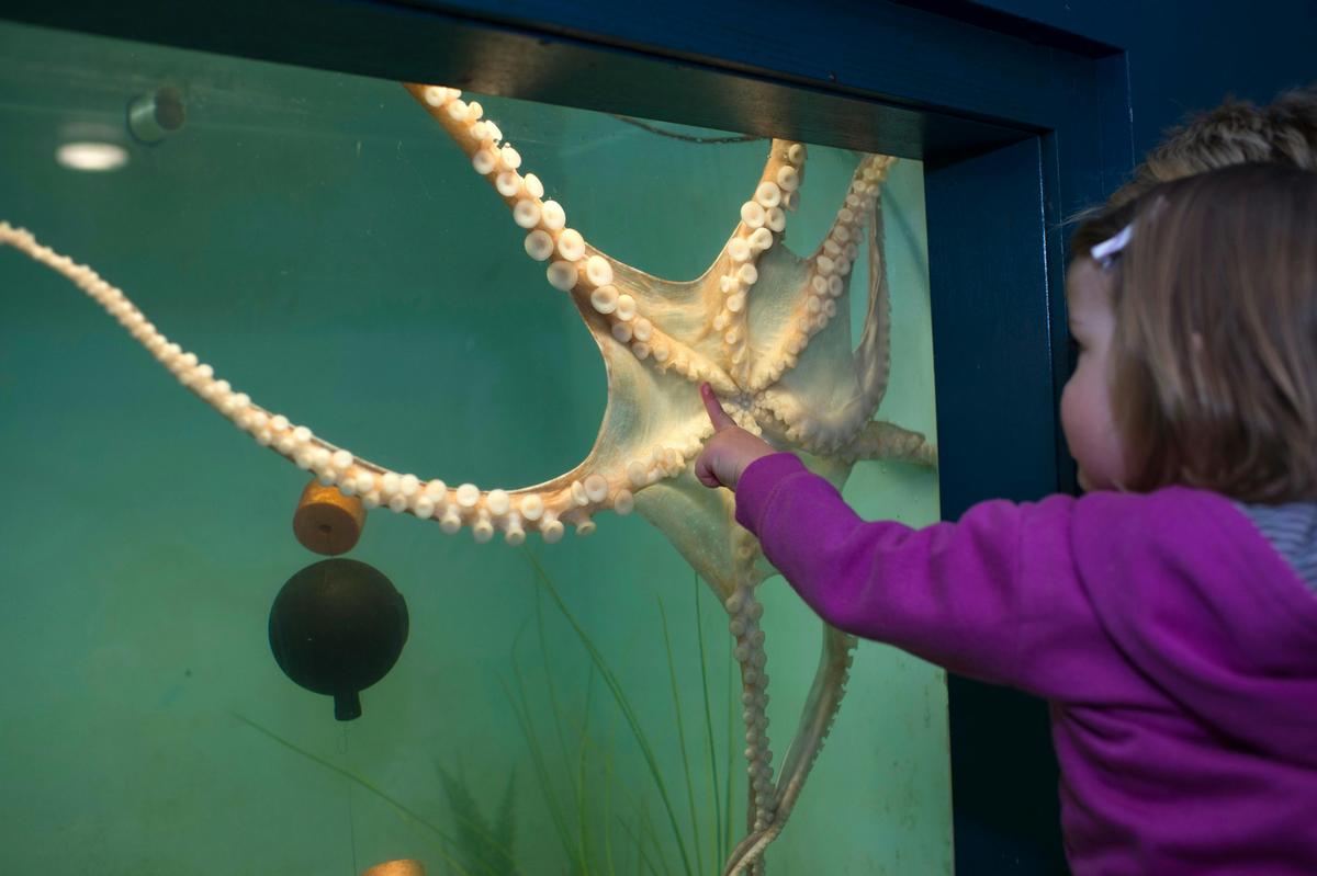 Seahorse World