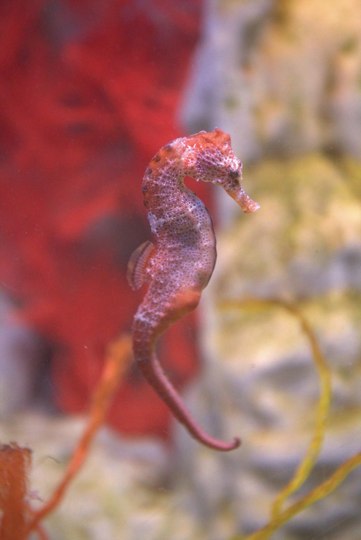 Seahorse World, Beauty Point