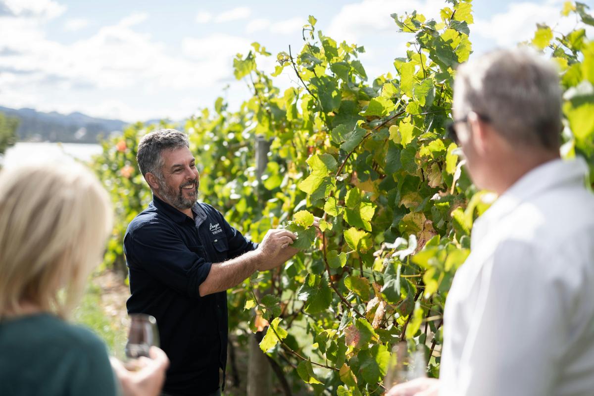 Wine in the Vines Tour