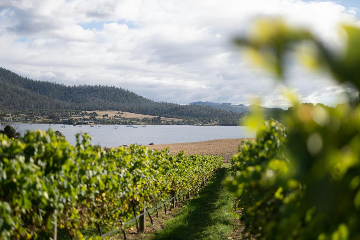 Bangor Vineyard Tour