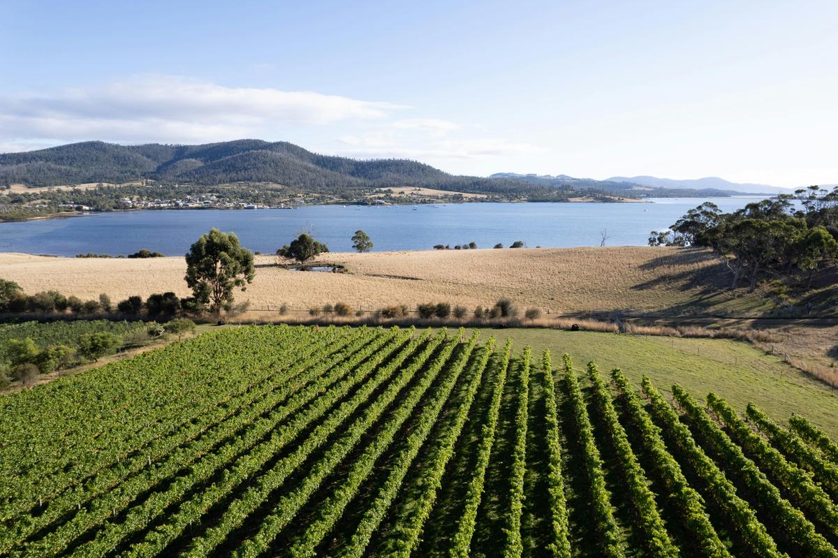 Wine in the Vines Tour