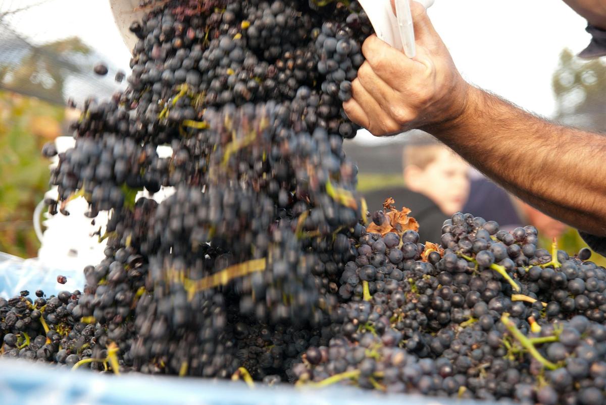 Wine in the Vines Tour