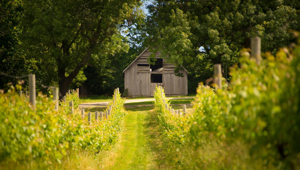 Holm Oak Vineyard