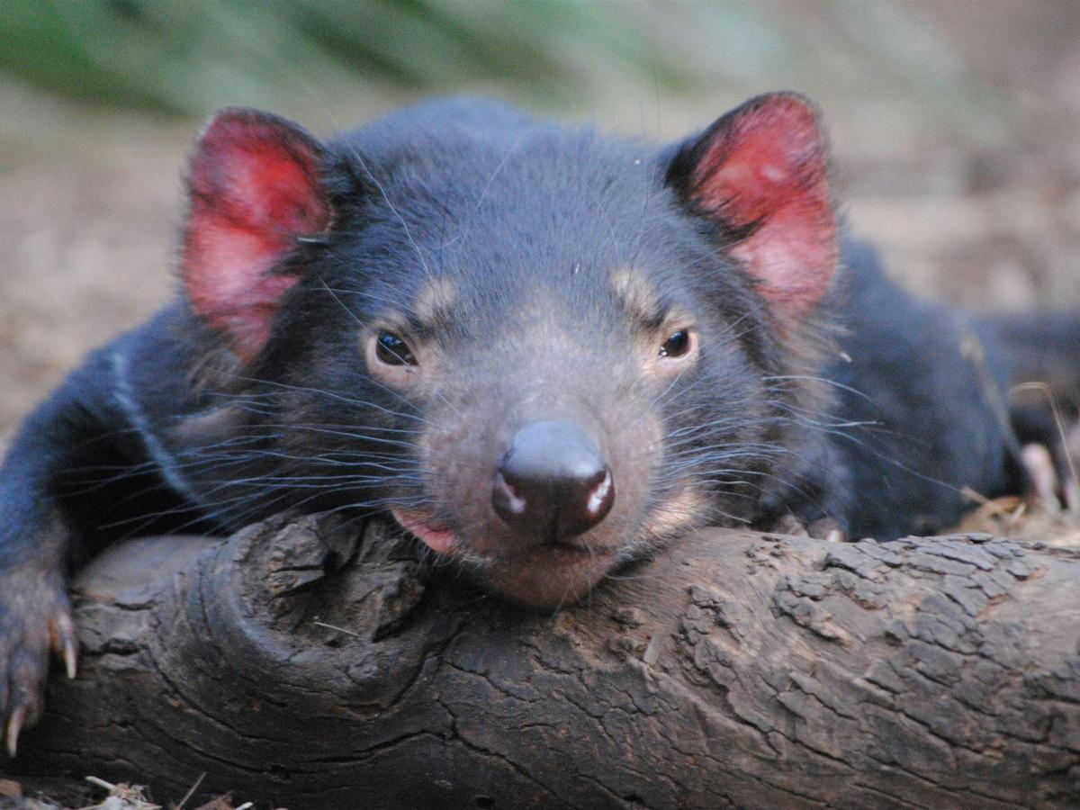 Tasmanian devil