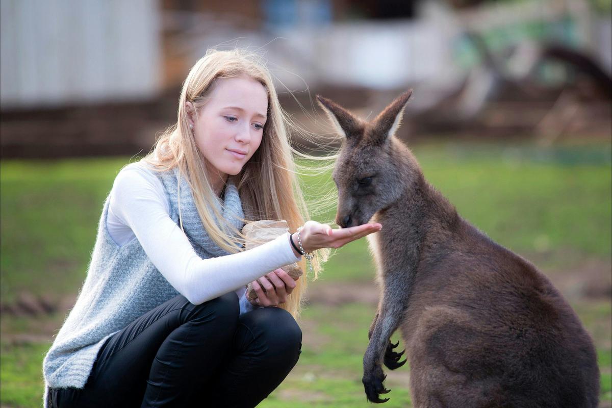 Feeding kangaroos at Bonorong Wildlife Sanctuary