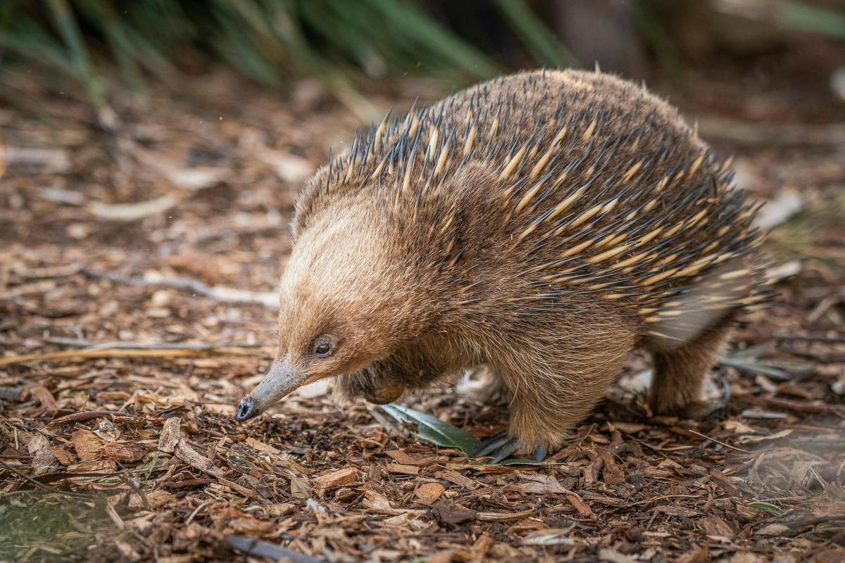 Short-beaked echidna