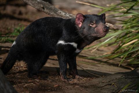 Bonorong Wildlife Sanctuary
