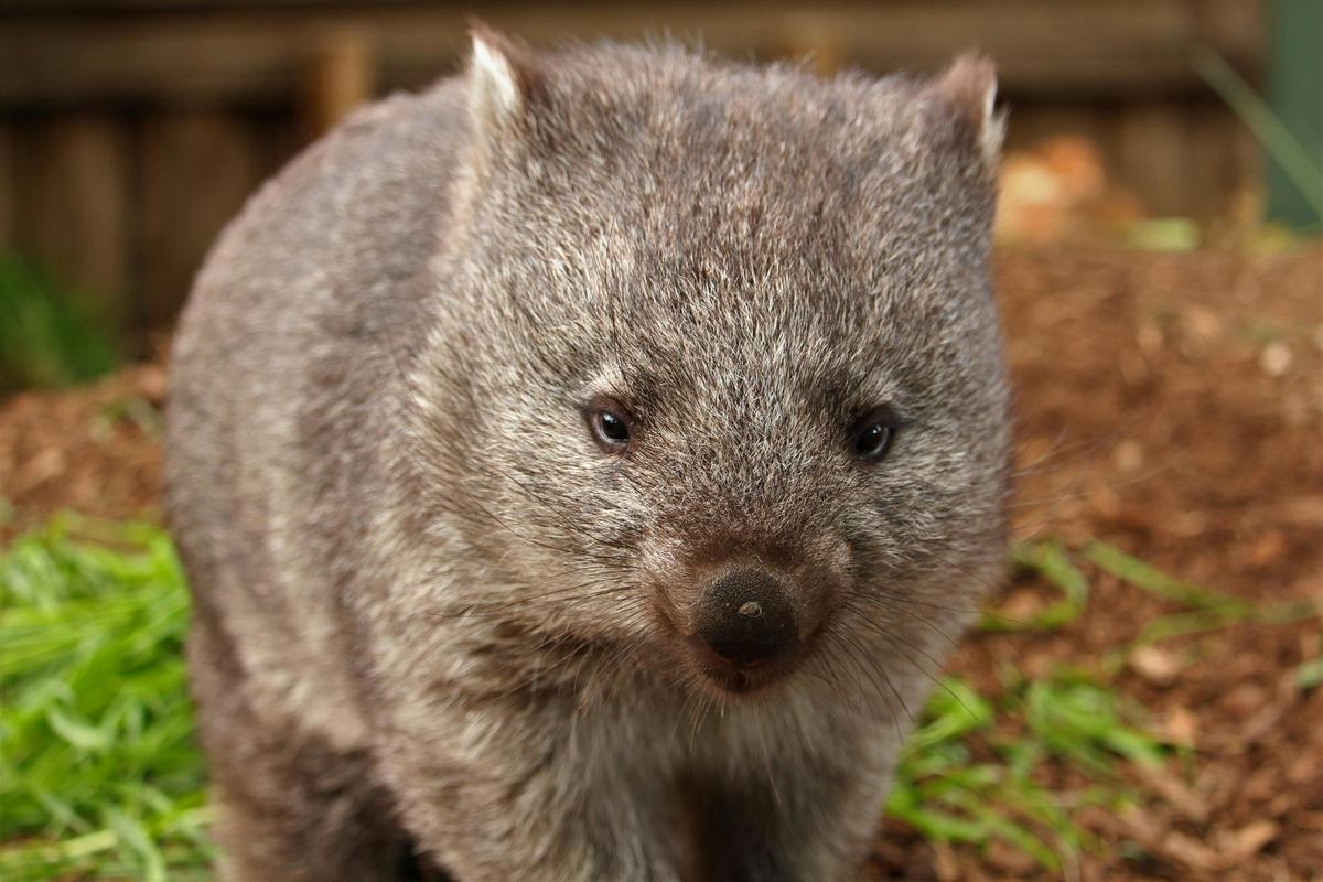 Bare-nosed wombat