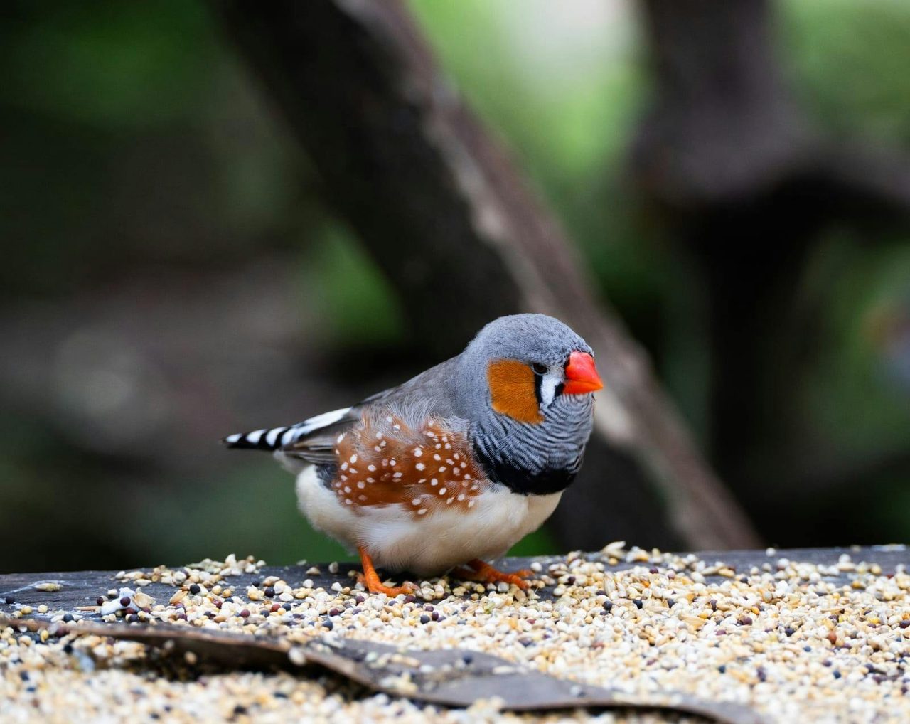 Our aviary is home to many small birds including this beautiful Zebra Finch