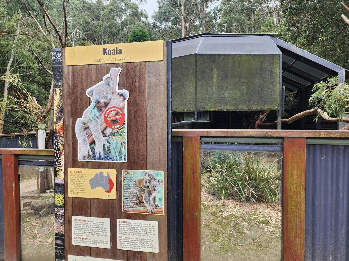 Purpose built koala enclosure includes interpretative signage