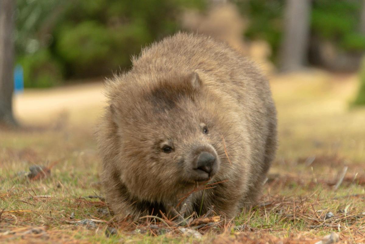 Tasmanian Coastal Discovery