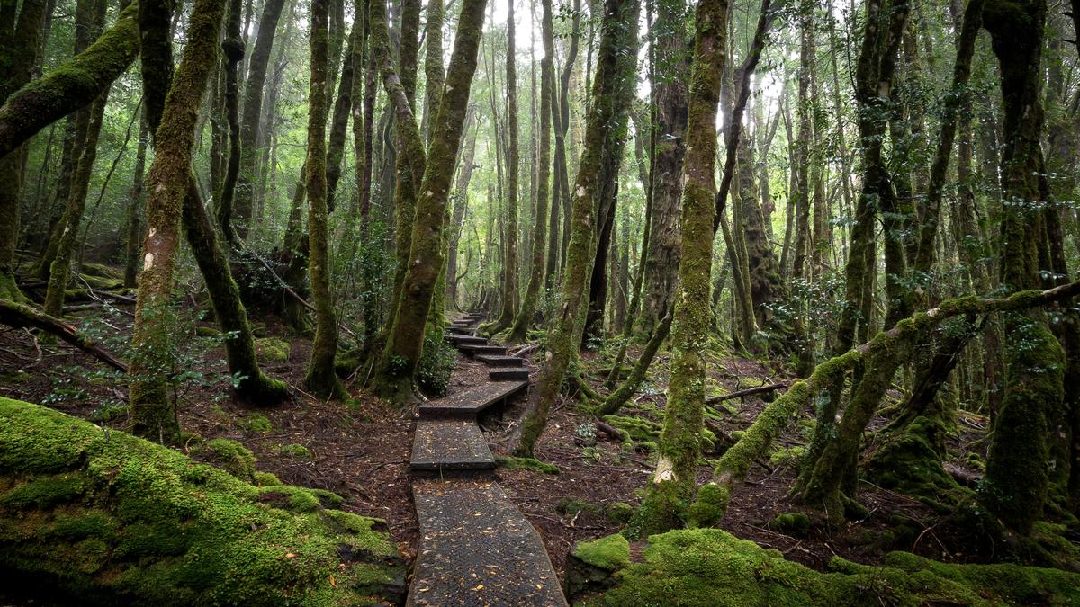 Cradle Mountain - Lake St Clair National Park
