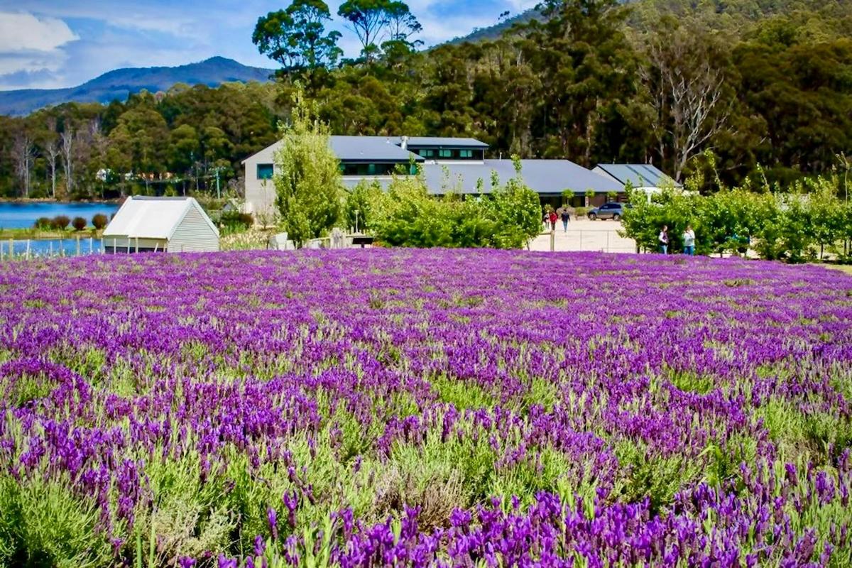 Tasman Safaris - Port Arthur, Harbour Cruise and Lunch Tour