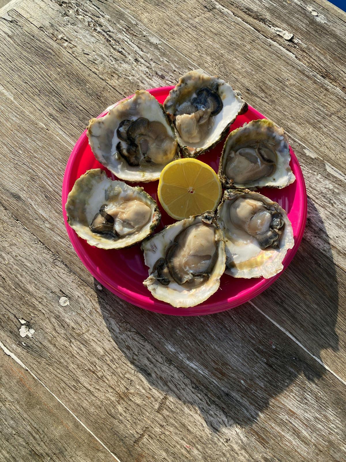 Angasi Oyster - Native Tasmanian Oyster