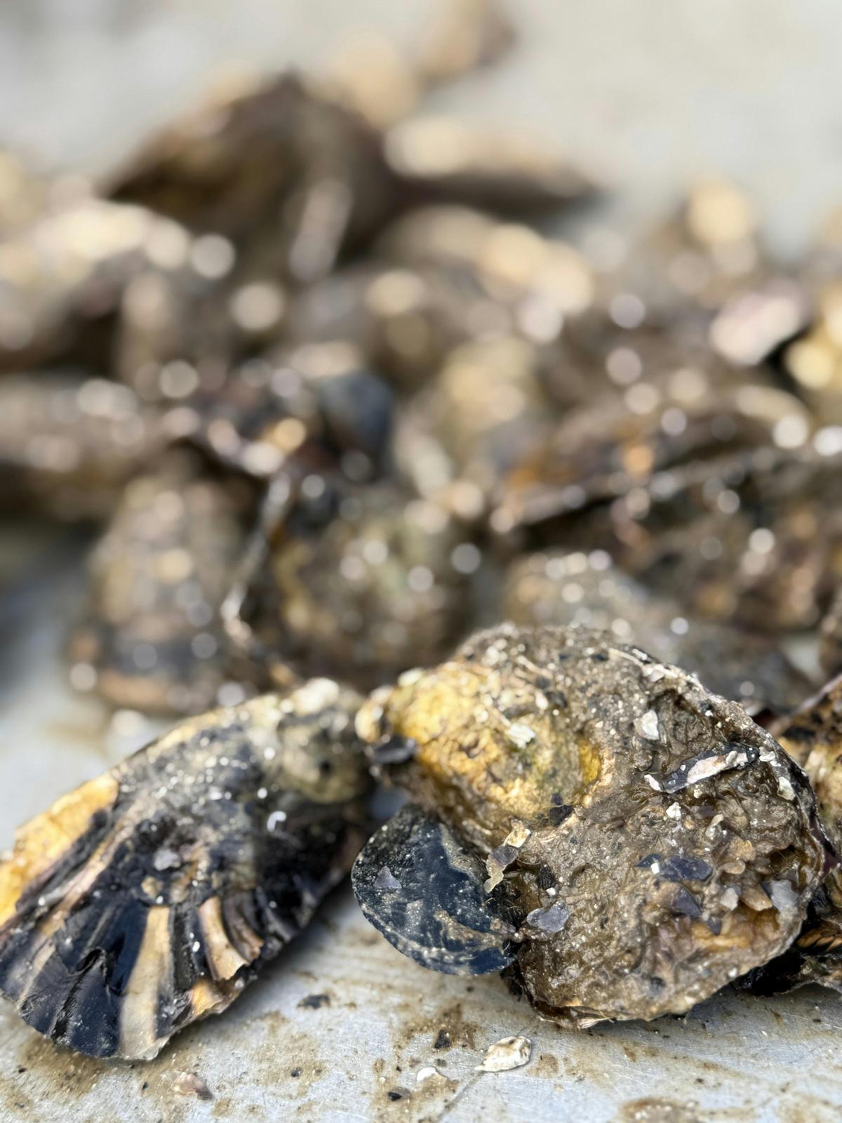 Buffet Pacific Oyster on the Shucking Table
