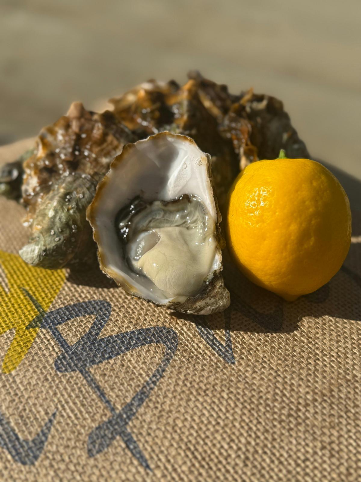 Premium Tassie Gold Oyster