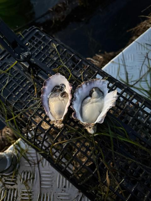 Blue Lagoon Oysters