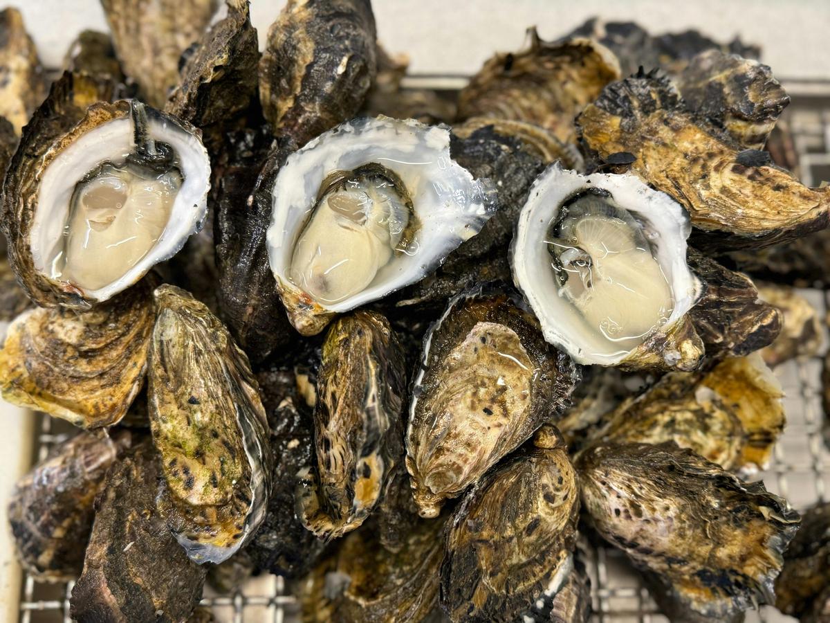 Shucking Table