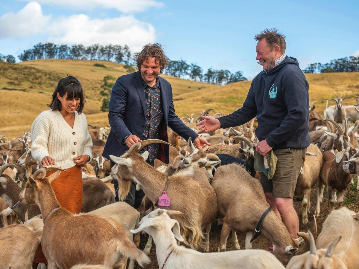 Goat dairy immersion