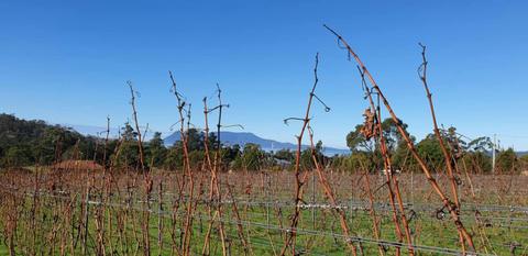 Darlington Vineyard